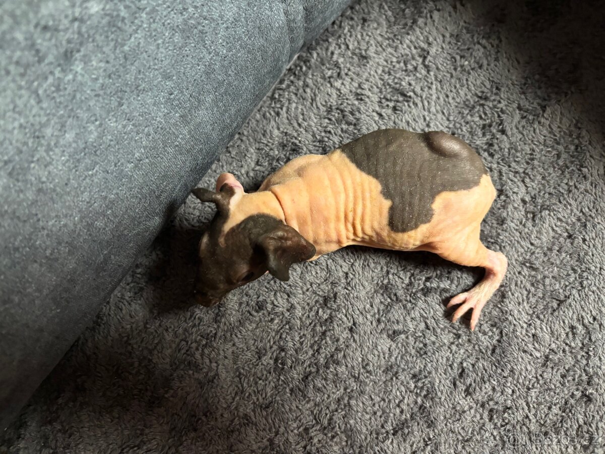 Skinny morčátka s PP - 6