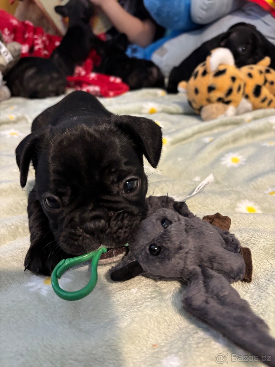 Francouzský buldoček - 6