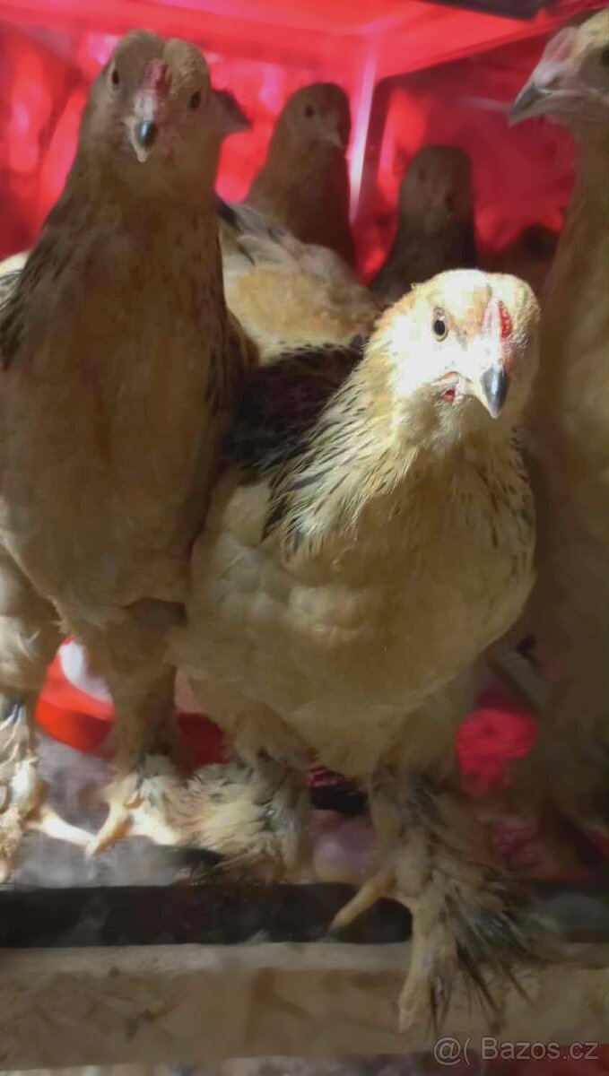 Podej kuřat 15 týdnů - BRAHMANKA ŽLUTÁ 🐓 - 6