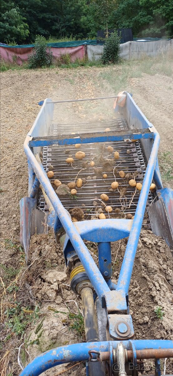 Brambory konzumní - 6