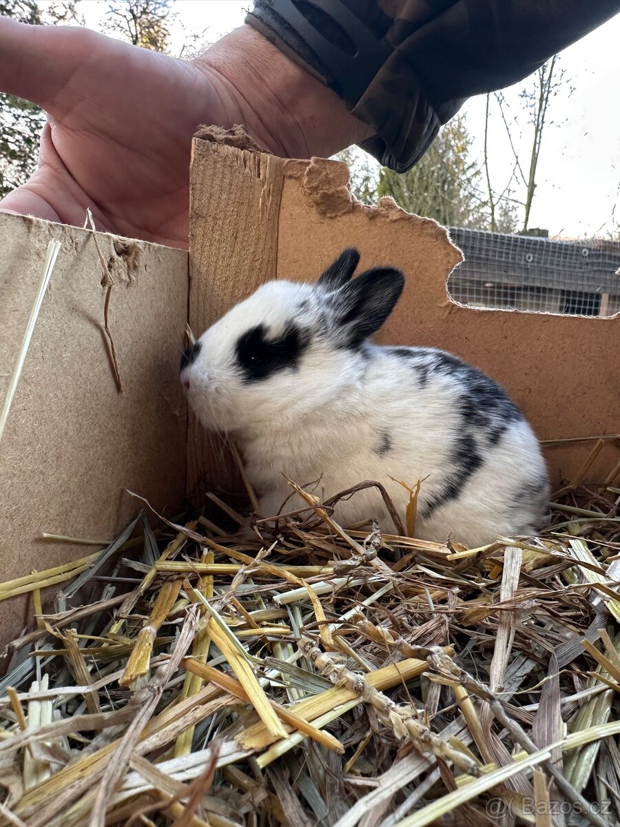 Králík zakrslý kříženec - 6