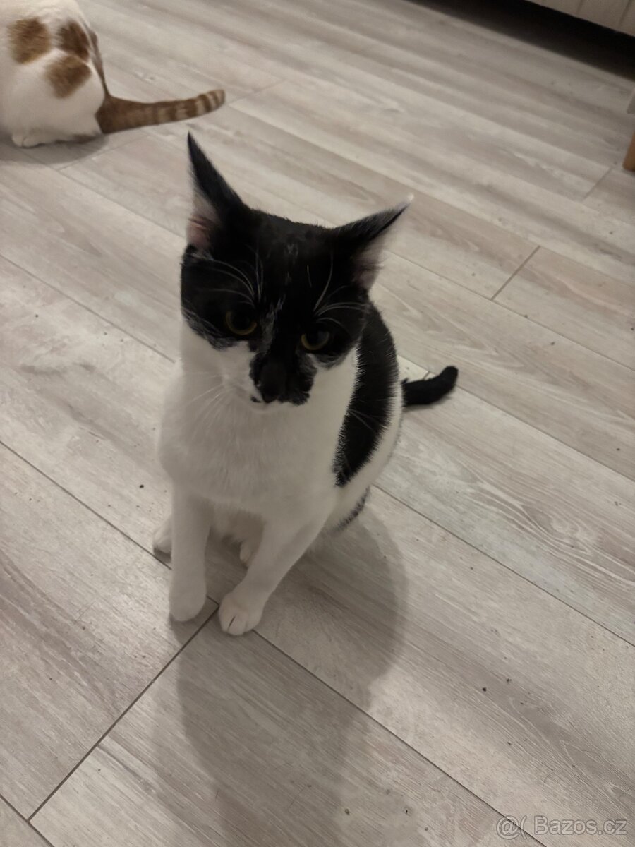 Koťata / Kocouři k adopci ihned k odběru - 6