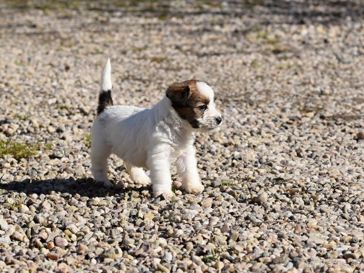 Jack Russel teriér s PP, vrh X - 6
