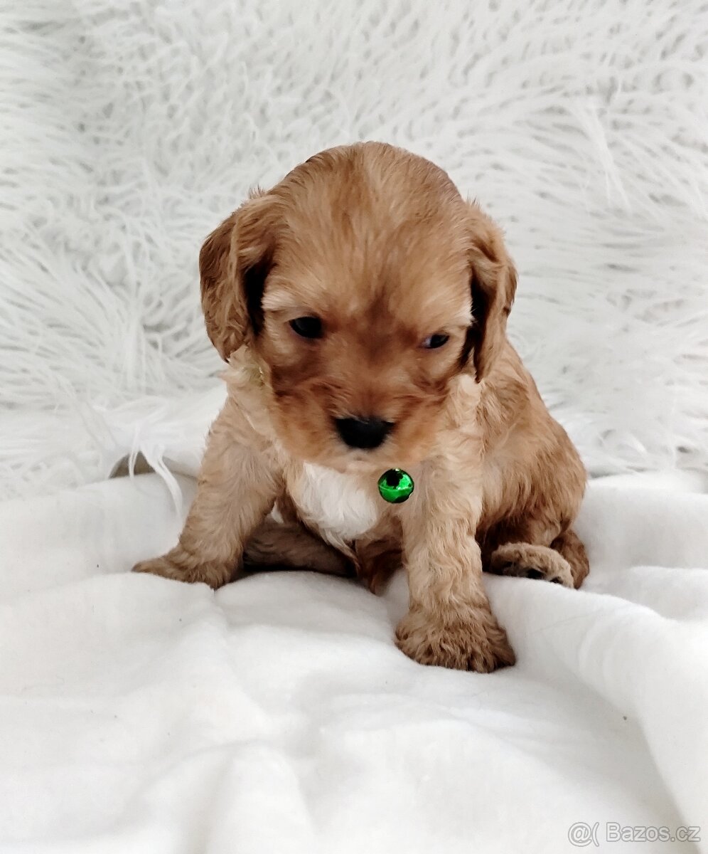 Cavapoo - 6