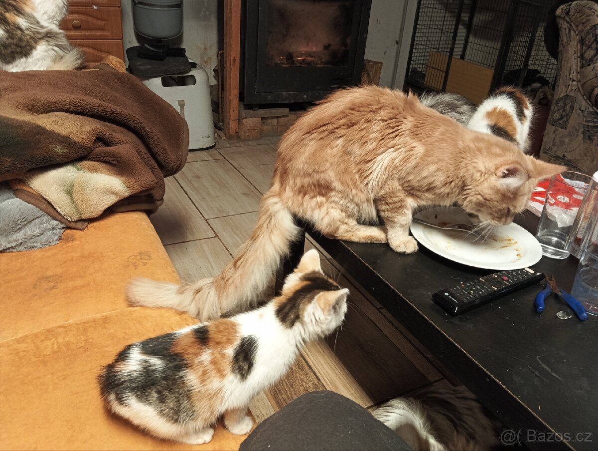 Mainská mývalí, kočička - 6