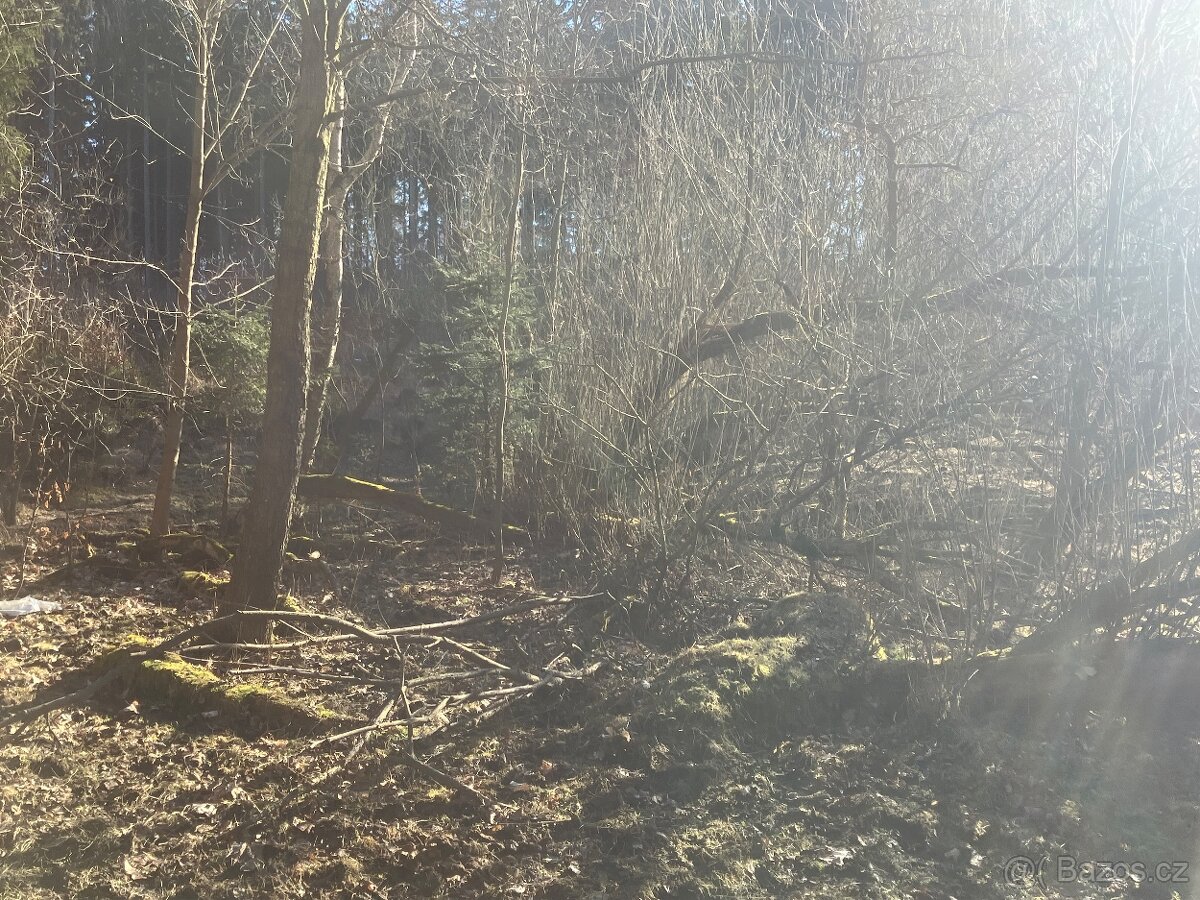 Daruji dřevo - STÁLE AKTUÁLNÍ - 6