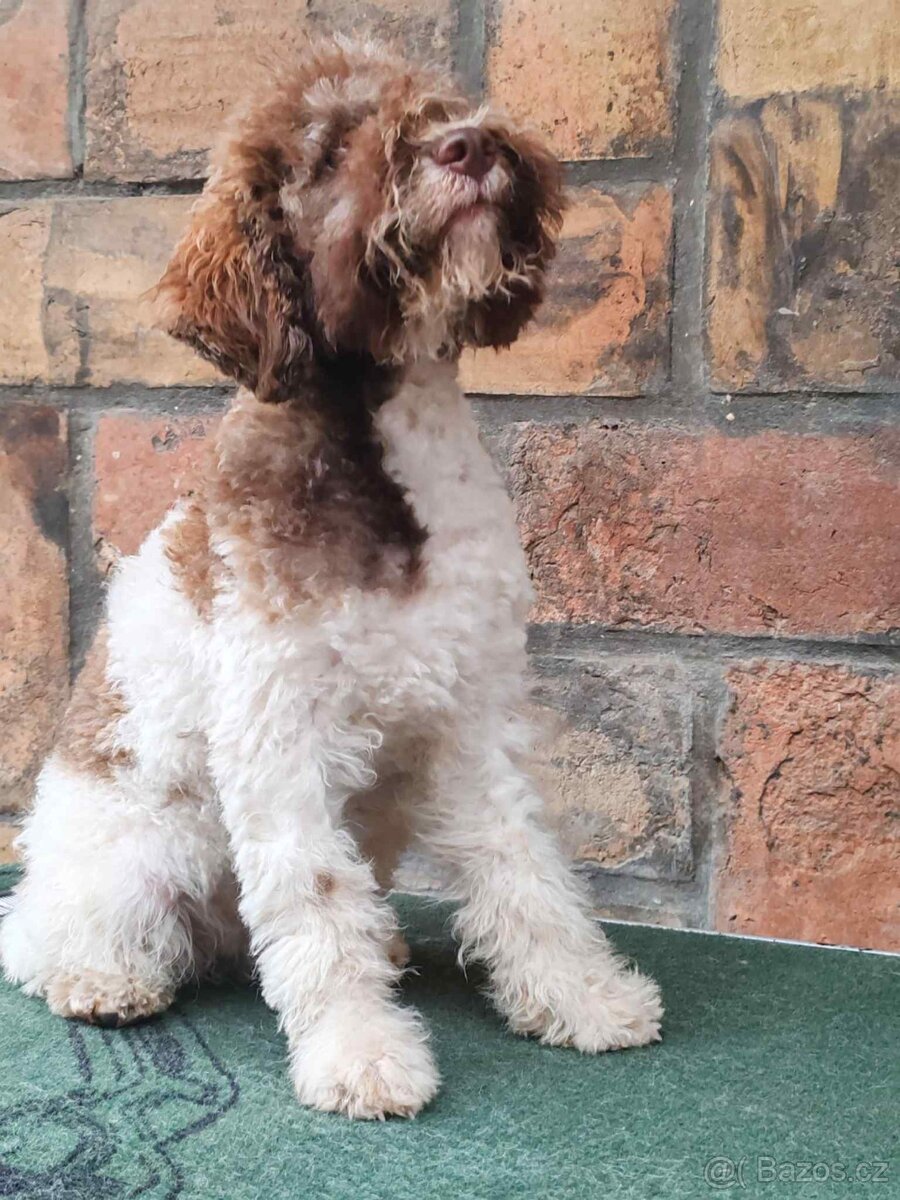 Šteňátka Lagotto Romagnolo - 6