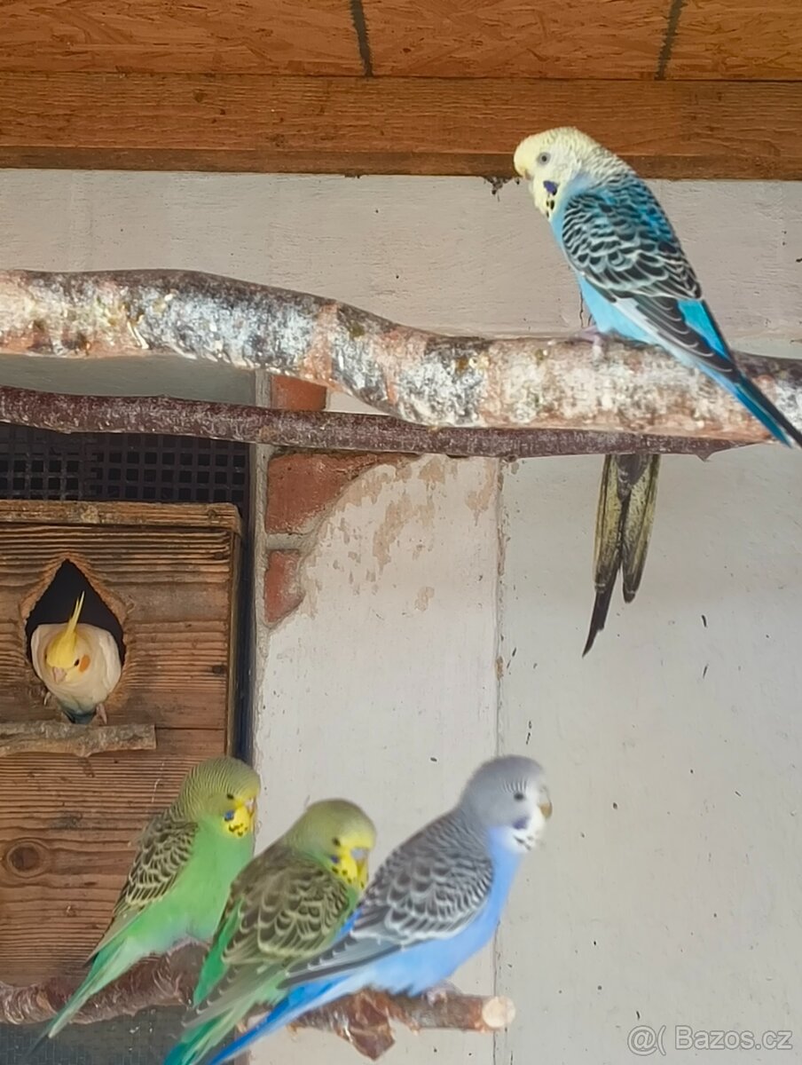 Prodám letošní mláďata korel a andulek - 6