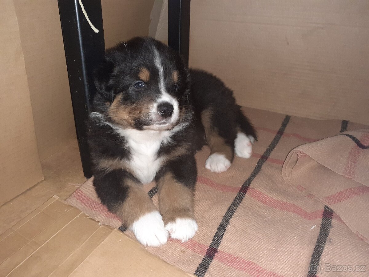 Australský ovčák bez PP štěně pejsci - 6