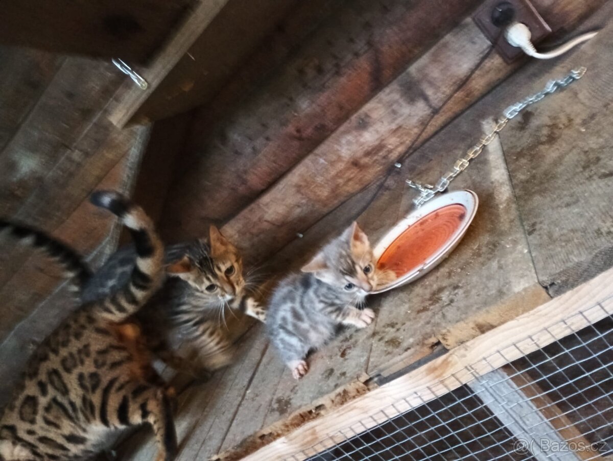 Kočka bengálská bez PP - 6