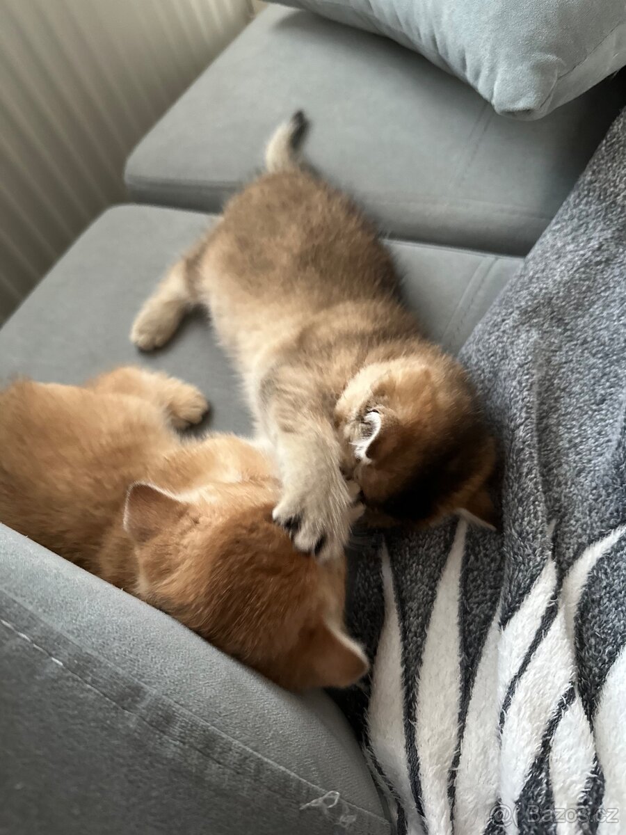 Britská koťáta zlaté činčily - 6