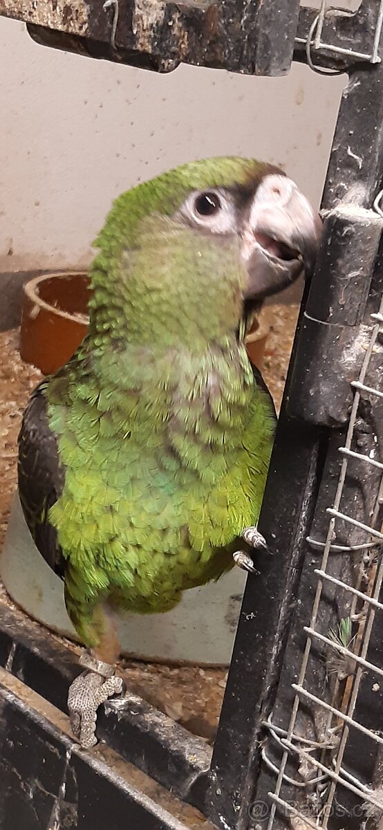 Papoušek konžský - 6