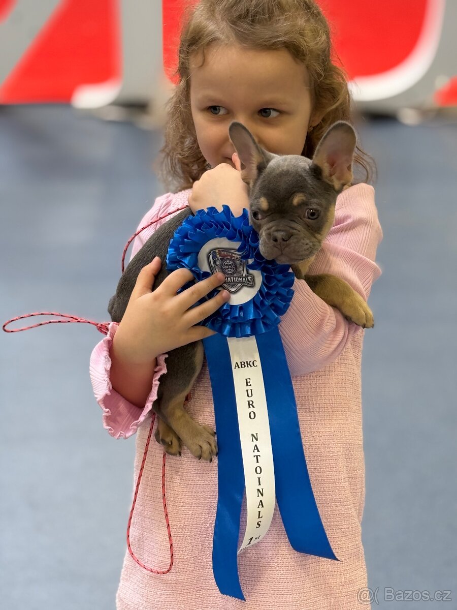 Francouzský buldoček s pp - 6