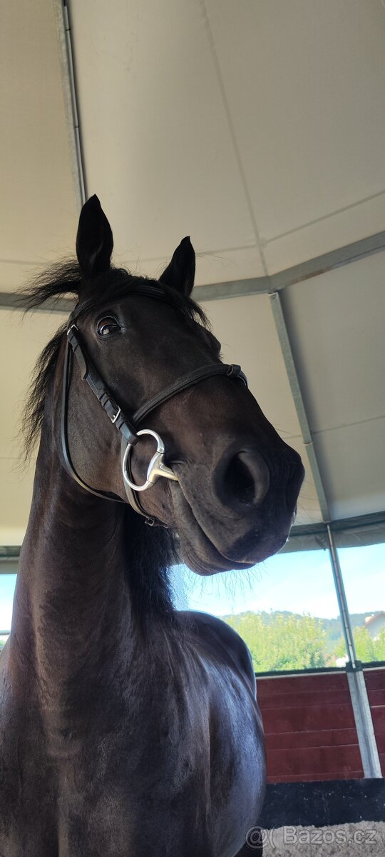 Líbivá kobylka - 6