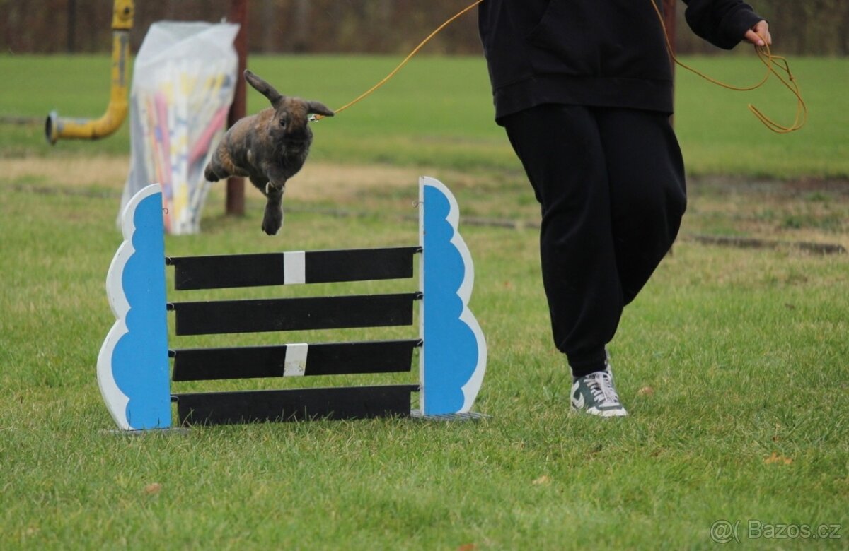 Nabízím předváděcí akci králičího hopu - 6