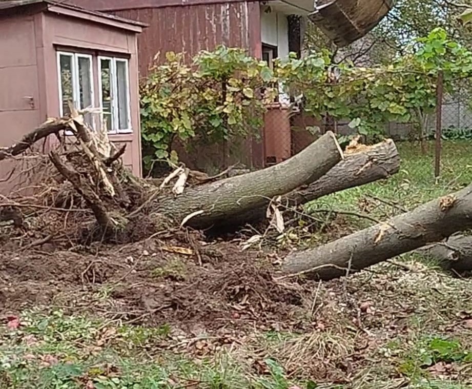 Prodám čerstvě poražený ořech - 6