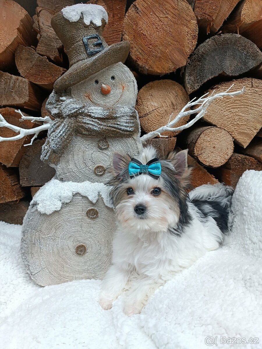 Golddust, Biewer jorkšírský teriér s PP - 6