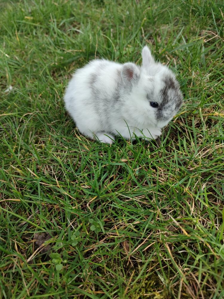 Zakrslý králíček - 6