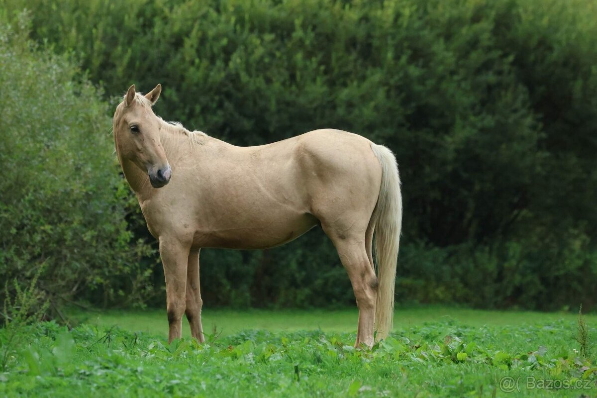 Prodám hřebce Kůň Kinský, - 6