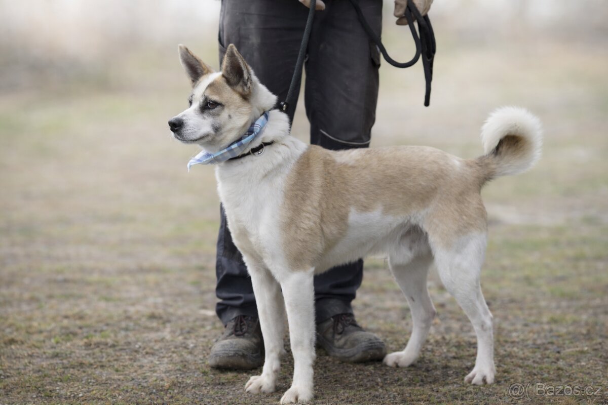 Flint hledá domov - 6