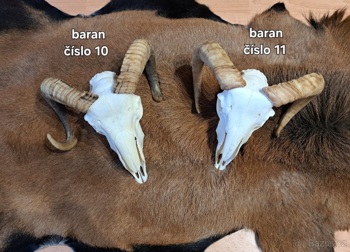 Trofeje, baran - 6