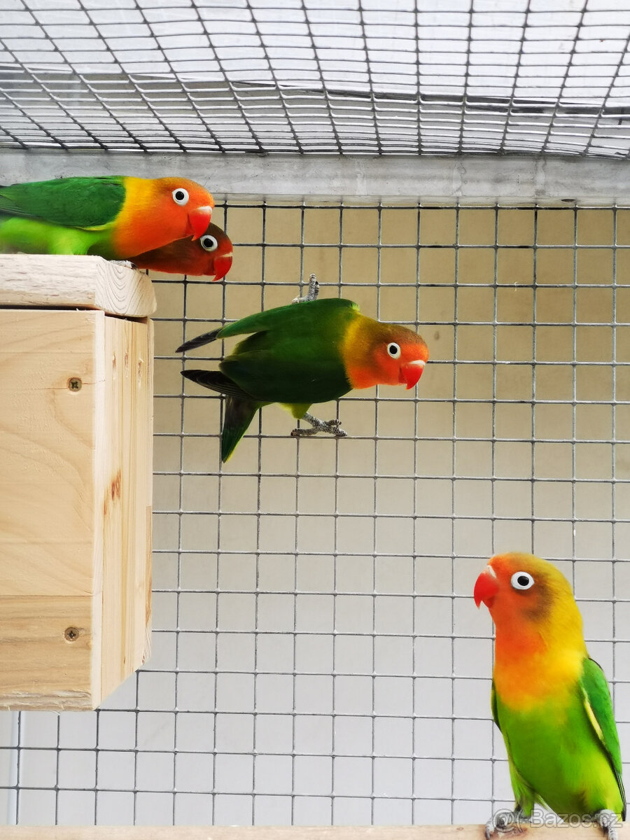 Agapornis Fischeri - 6