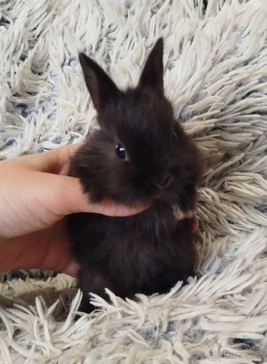 Zakrslý krátkouchý s VP - 6