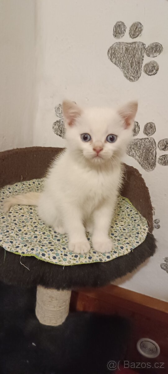 Britská koťata bez PP - 6