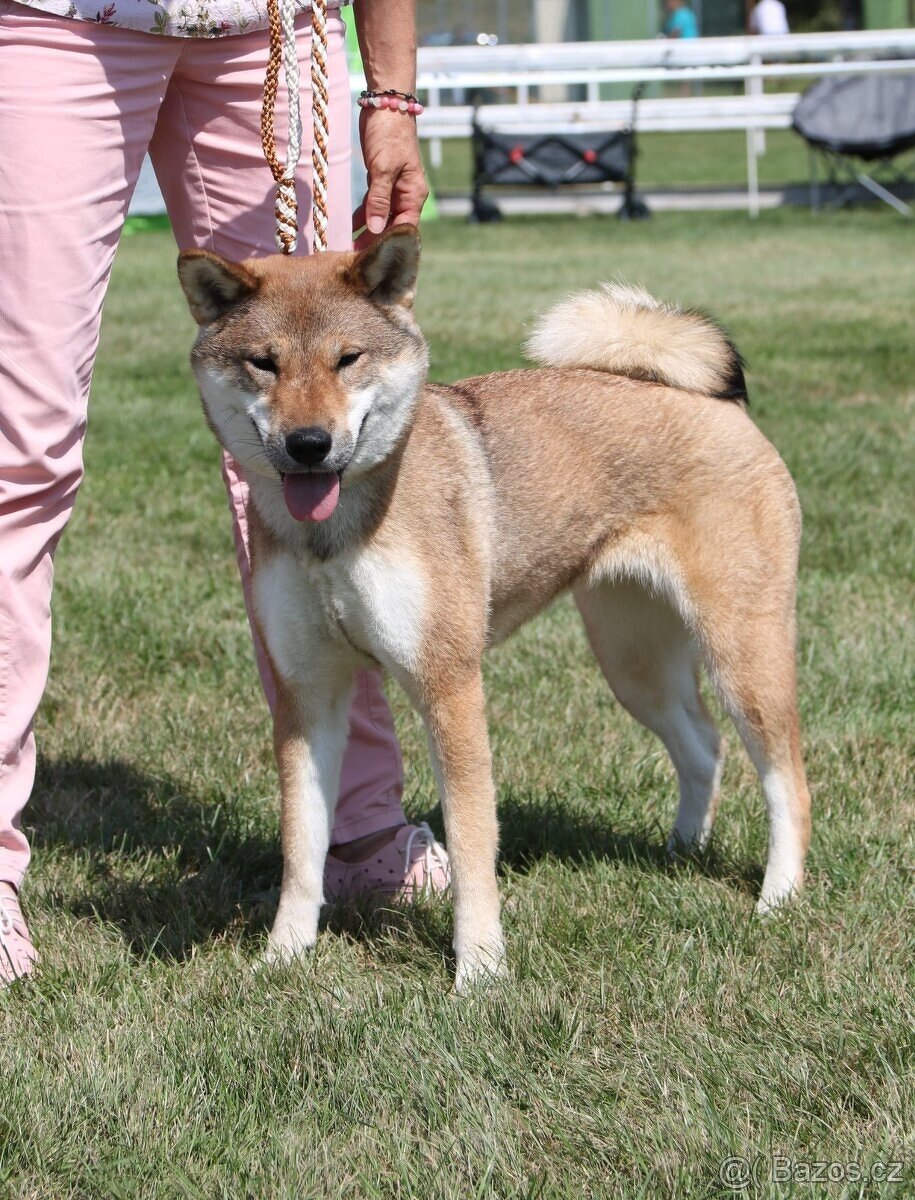 Československý vlčák - Shikoku - 6