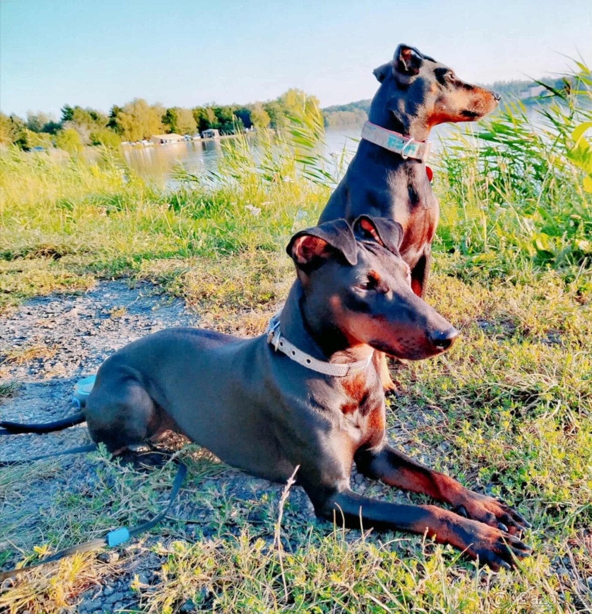 Manchester teriér s PP (FCI) - 6