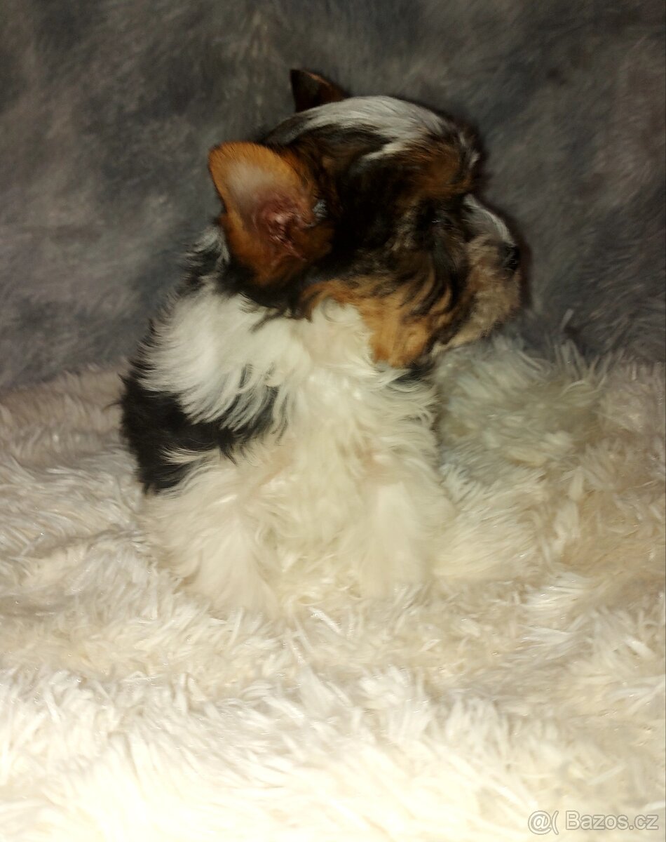Biewer yorkshire terrier - 6