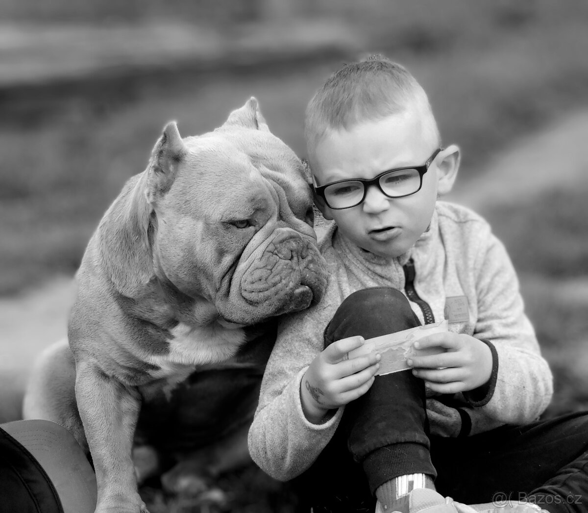 American Bully pocket exotic - krytí - 6