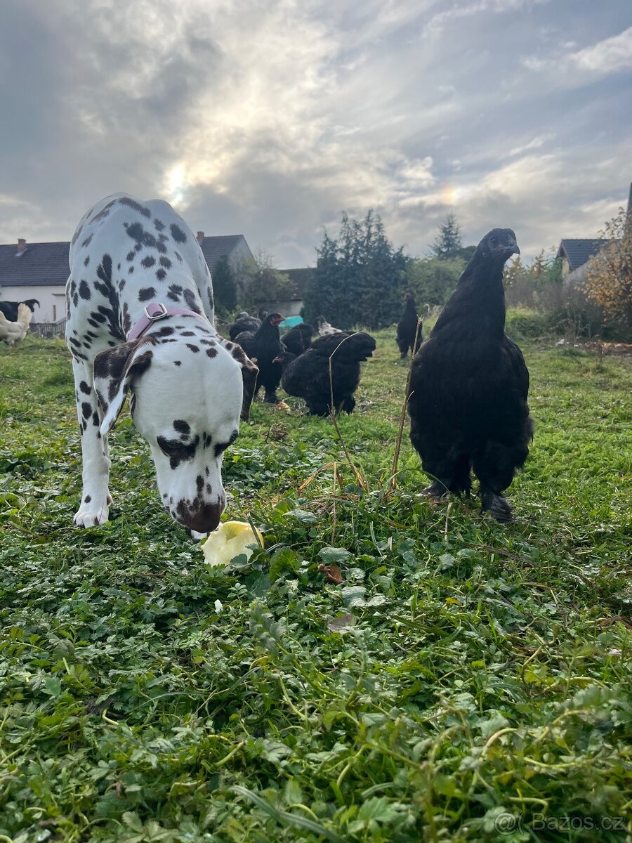 Brahmánka Velká - 6