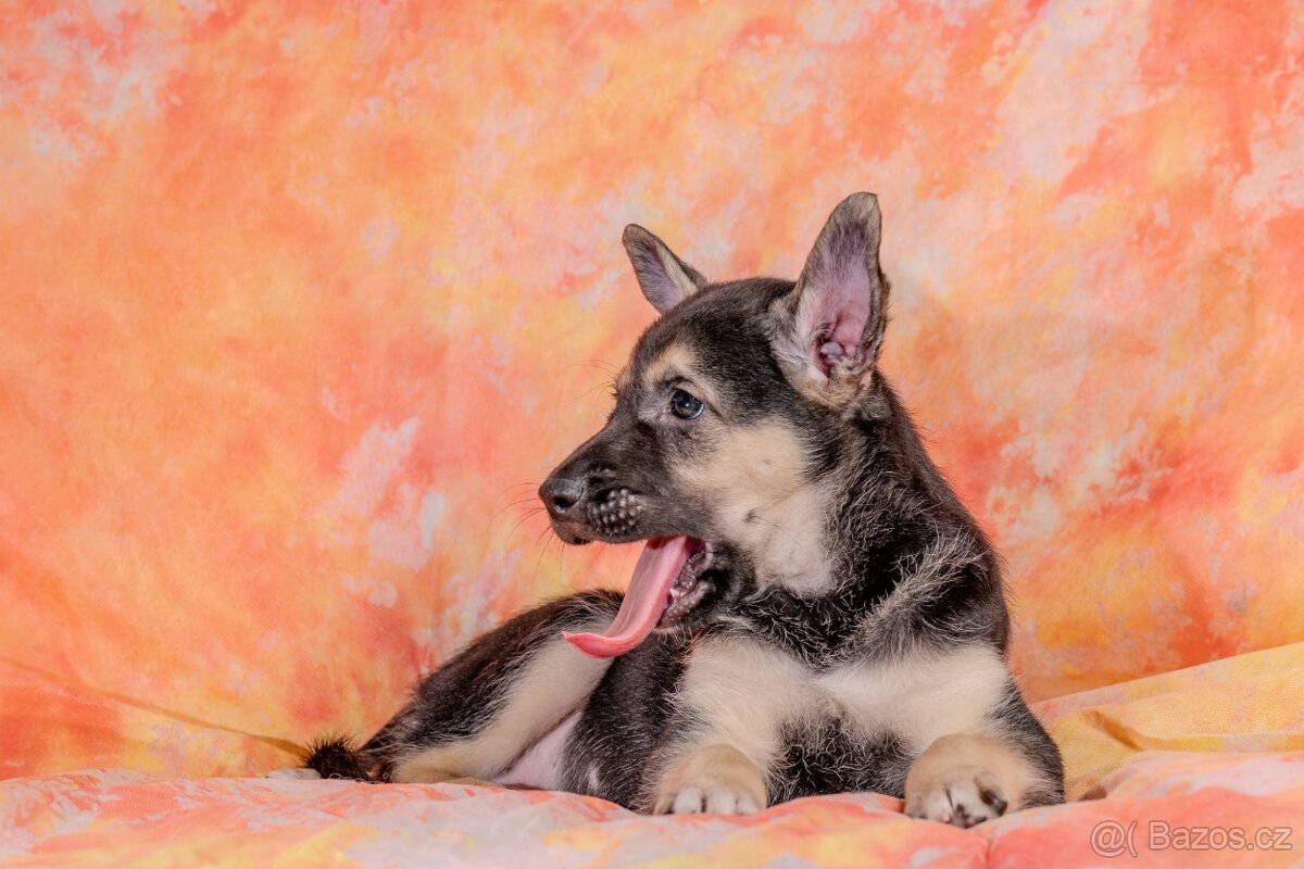 Peruánský naháč - 6