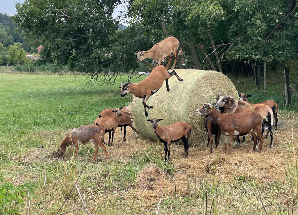 Prodám Kamerunského beránka a jehničky - 6