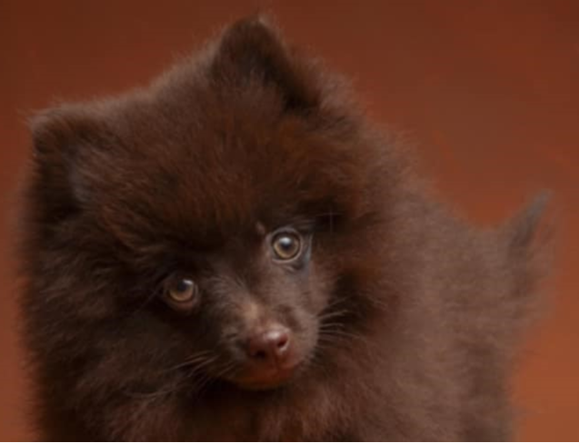 Štěňata německý špic malý hnědý - 6