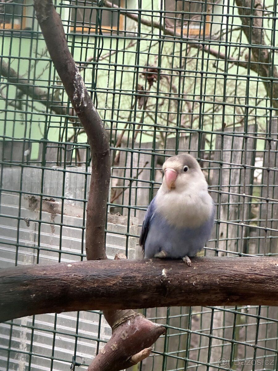 Prodam Chov exotu - 6