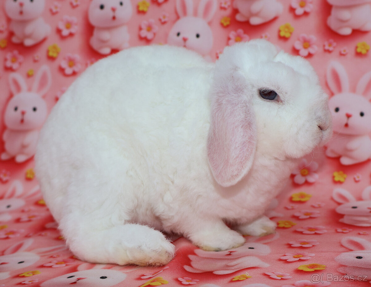 Zakrsly rex beránek , maličká modrooká samička . - 6