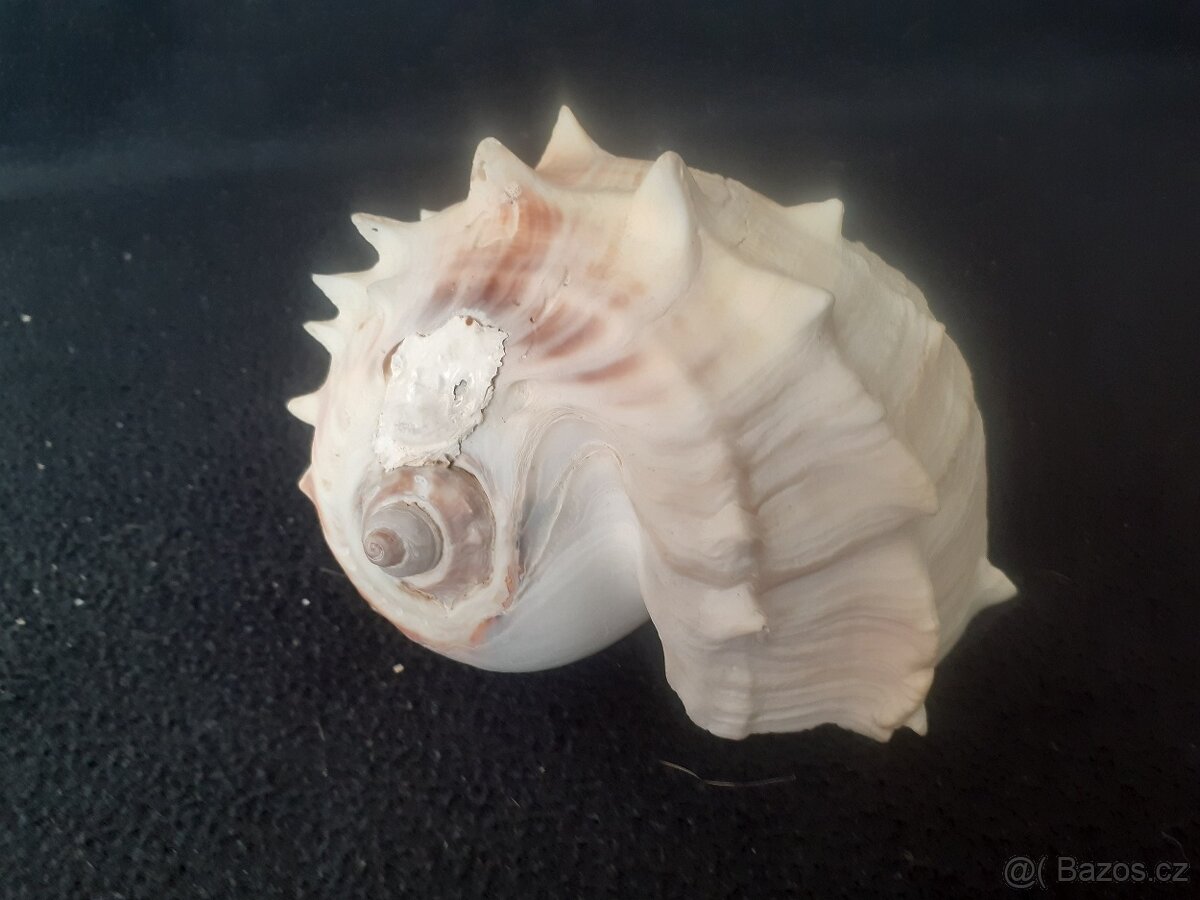 Vyměním za živorodky Dekorace do Akvária - 6