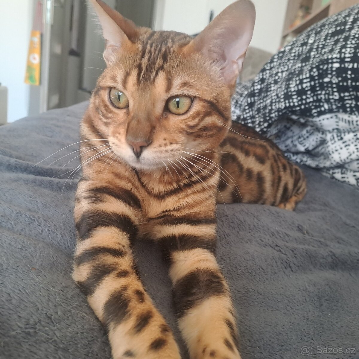 Bengalska kocka s PP - 6