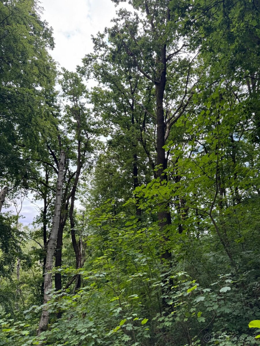 Prodej lesního pozemku v k.ú. Radimovice u Sychrova - 6