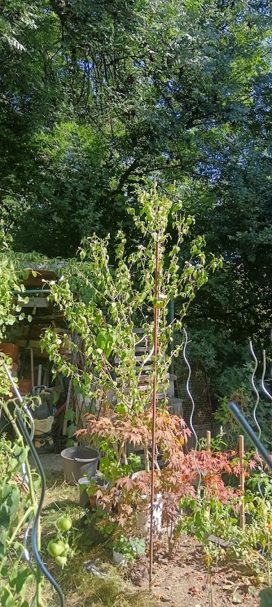 Ibišek syrský bílý - 6