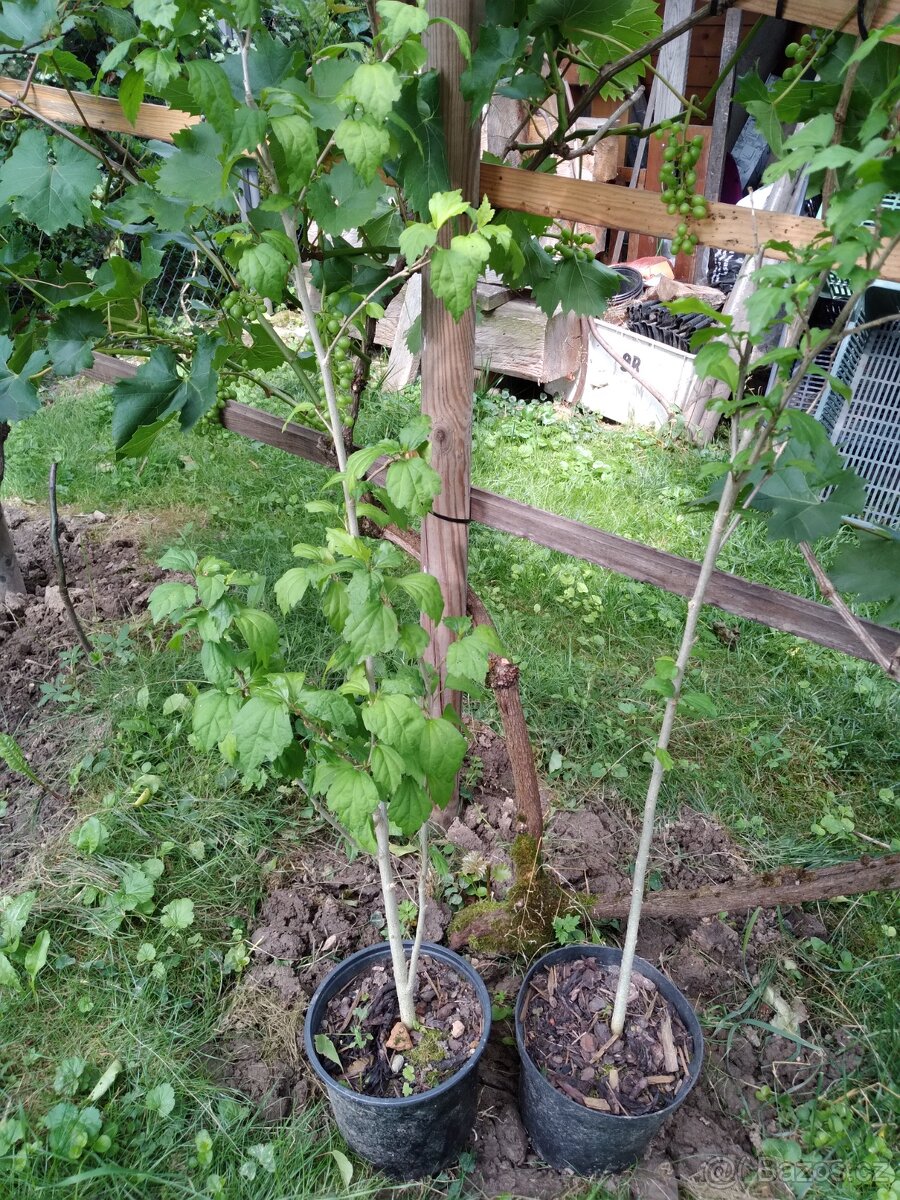 Ibišek syrsky-keř s napadnými květy. ♤ - 6