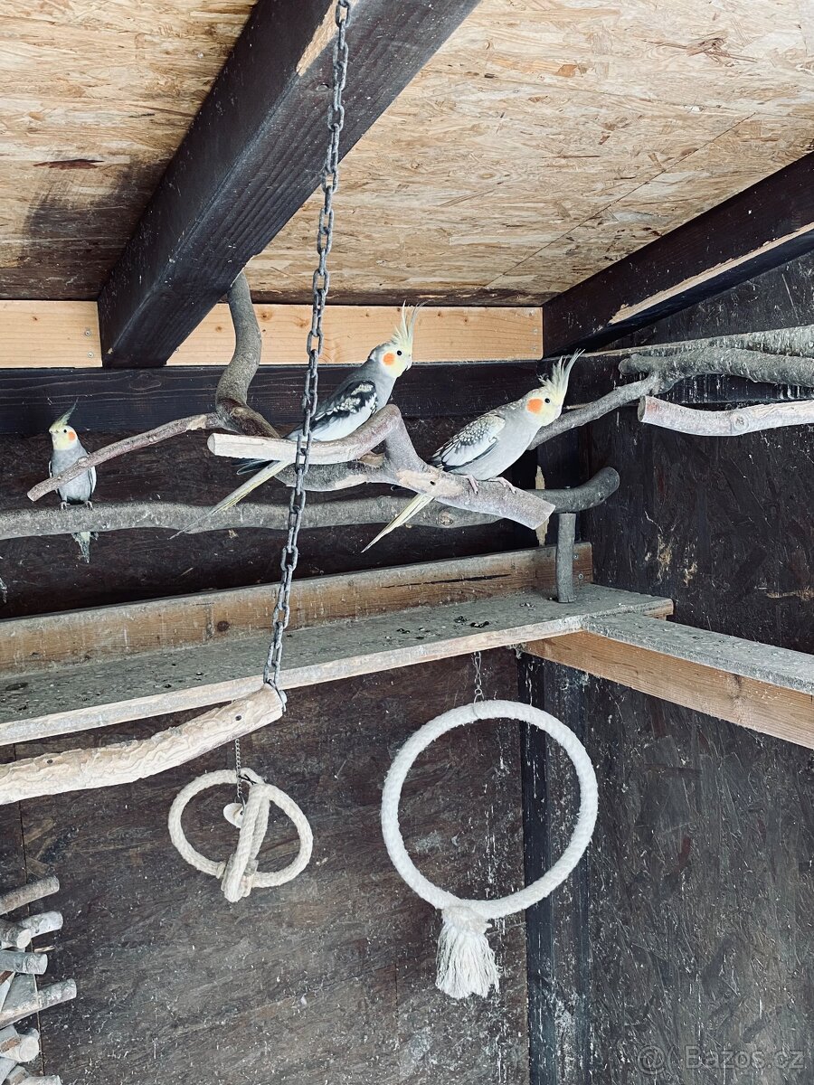 Korela chocholatá - 6