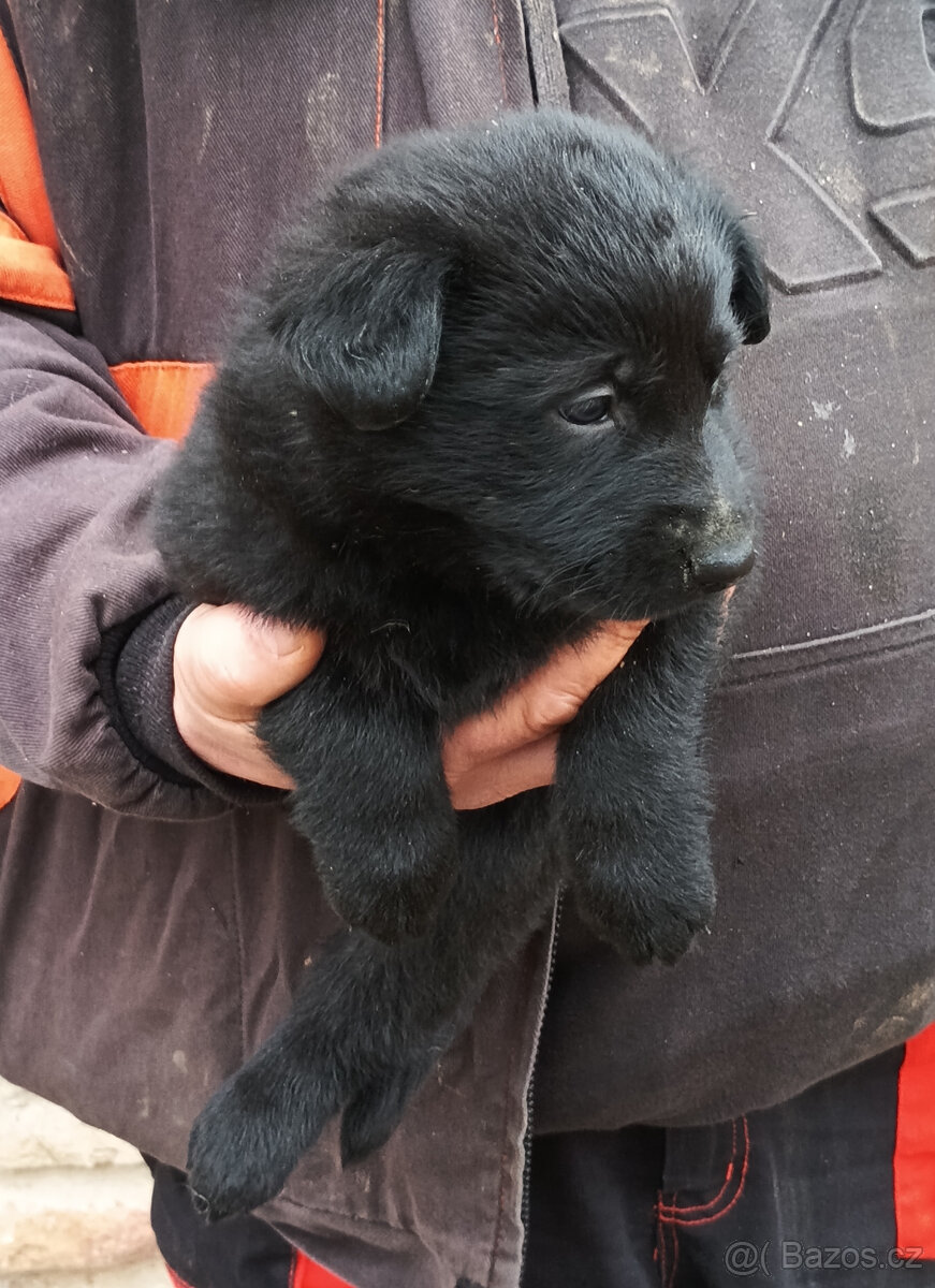 Německý ovčák - štěňata - 6