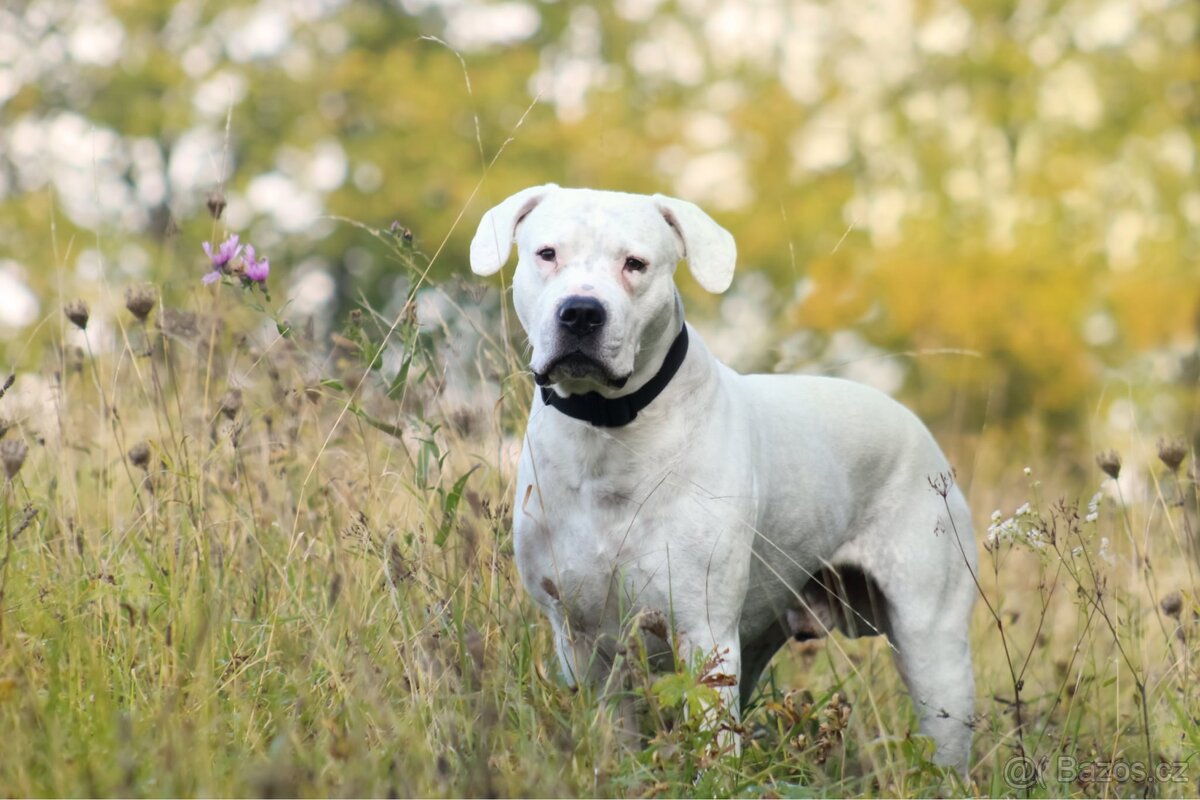 Hledám psí modely a modelky :) - 6