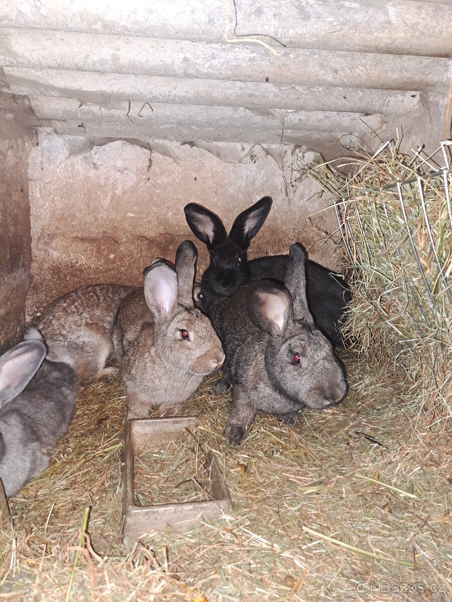 Králíci na chov nebo na maso - 6
