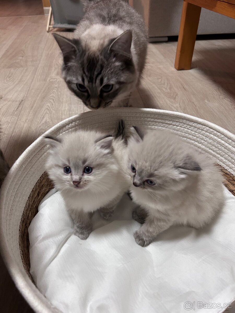 Kotě ragdoll - 6