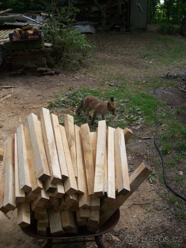 Dřevo lípa,lipové hranoly pro řezbáře,lípa na vyřezávání - 6