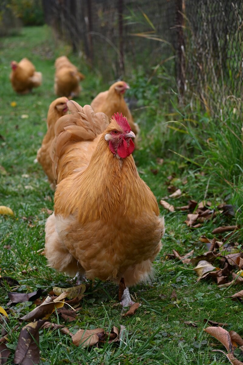 Kohouti orpingtonky - 6